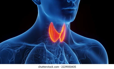 Thyroid and Parathyroid Assist