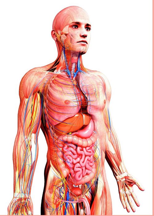 Male Booster