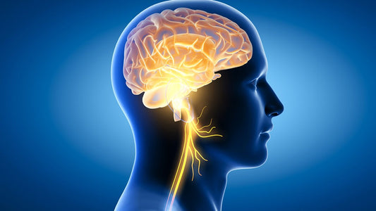 Brain, Nerves and Adrenal Support
